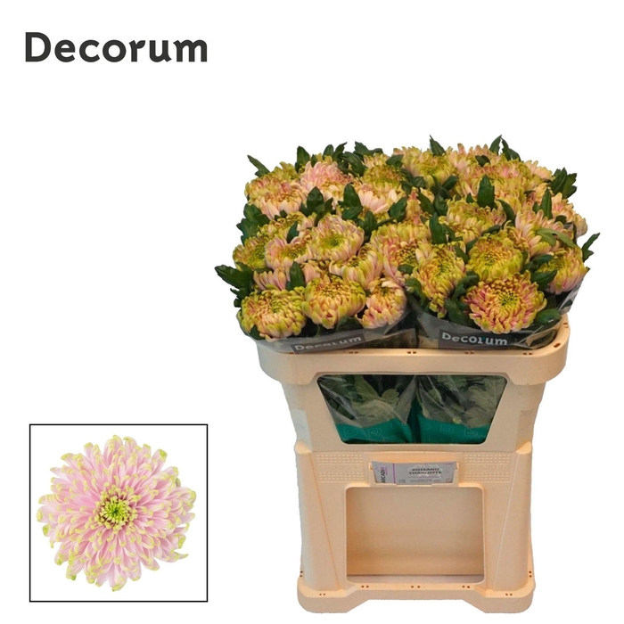 <h4>Chrysanthemum PL 'Rossano Charlott'</h4>