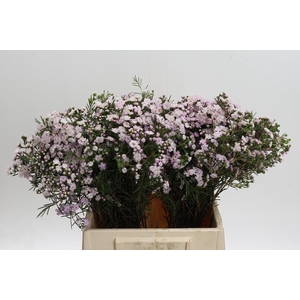 Chamelaucium Dancing Queen