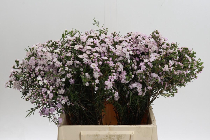 Chamelaucium Dancing Queen