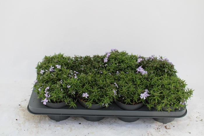 <h4>Phlox blauw</h4>