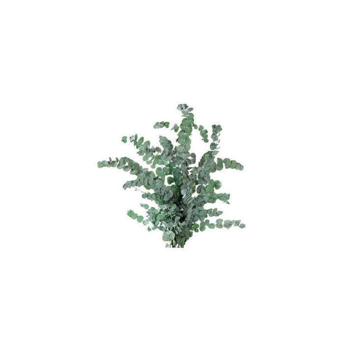 <h4>Eucalyptus Cinerea Green CIN/9105</h4>