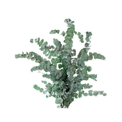 <h4>Eucalyptus Cinerea Green CIN/9105</h4>