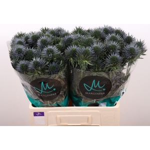 ERYN SCORPIU QUESTAR