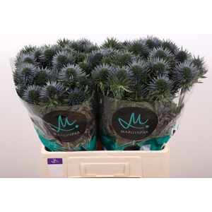 Eryngium Scorpius Questar