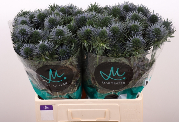 <h4>ERYN SCORPIU QUESTAR</h4>