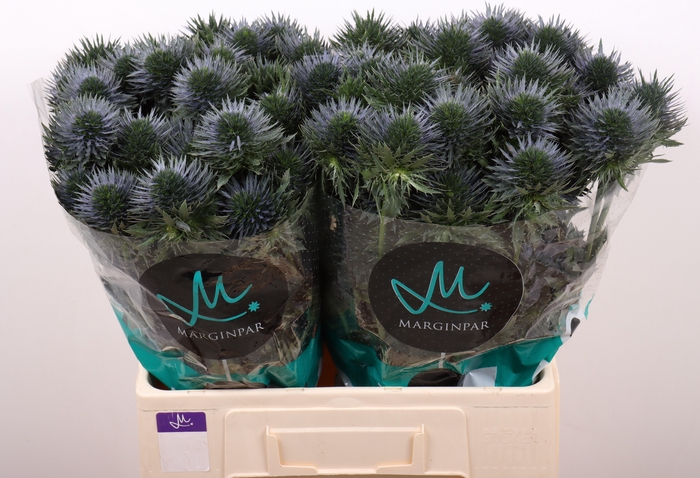 <h4>Eryngium Scorpius Questar</h4>
