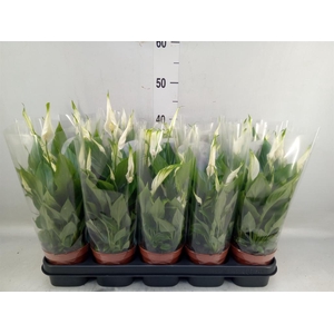 Spathiphyllum  'Bellini'
