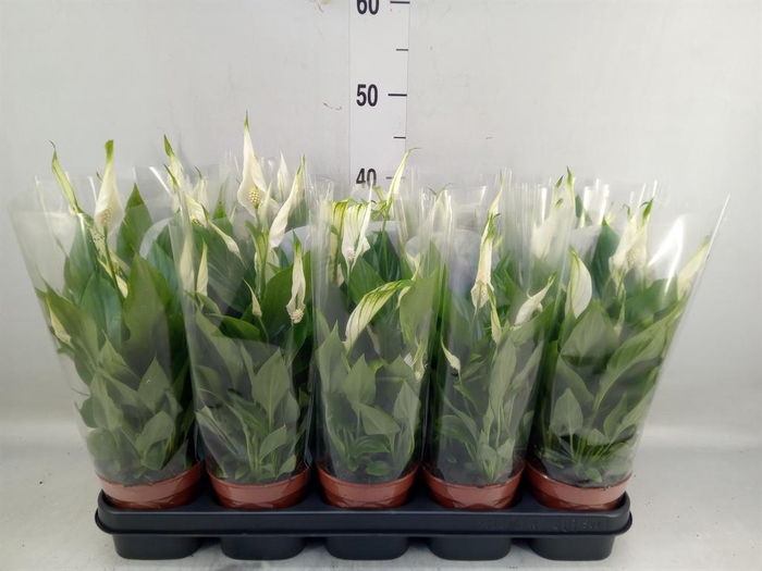 <h4>Spathiphyllum  'Bellini'</h4>