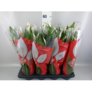 Spathiphyllum  'Sweet Chico'
