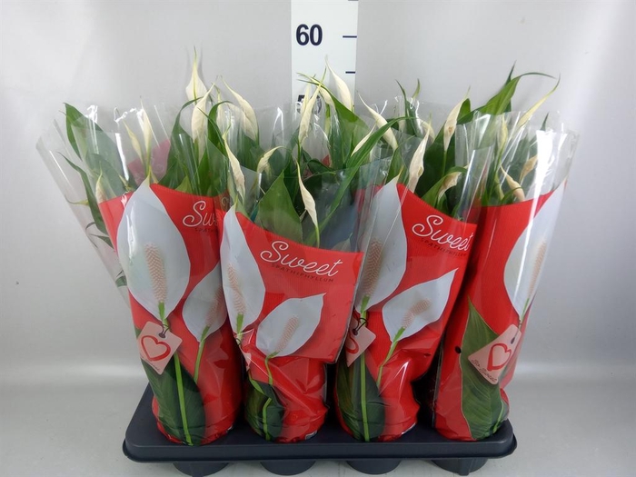 <h4>Spathiphyllum  'Sweet Chico'</h4>