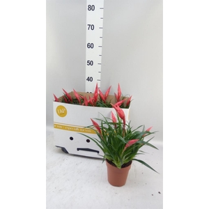 Vriesea  'Astrid'