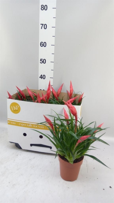 <h4>Vriesea 'Astrid'</h4>