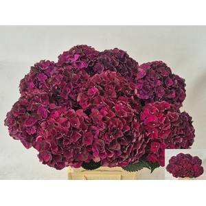 HYDR M MAG DARK RUBY
