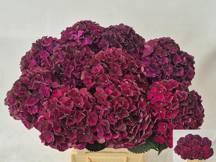 <h4>HYDR M MAG DARK RUBY</h4>