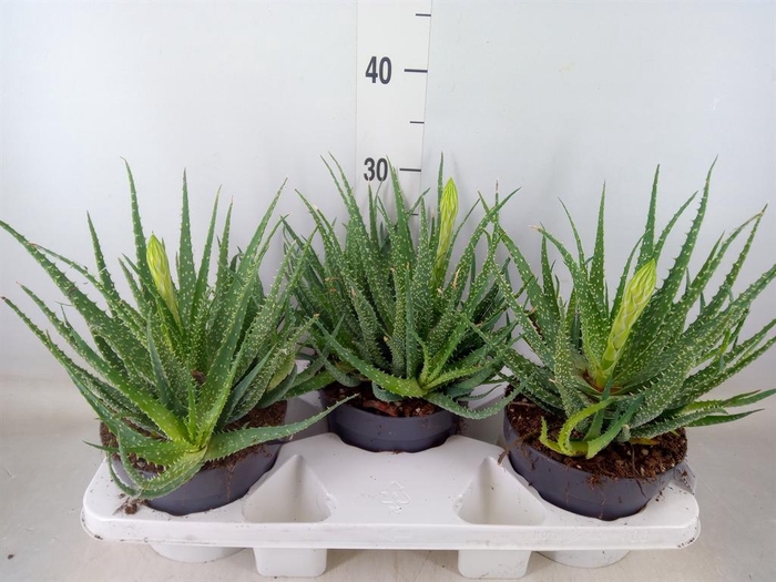 <h4>Aloe humilis</h4>