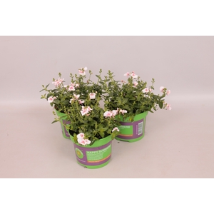 Diascia piccadilly Appleblossom