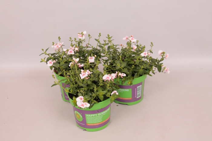 <h4>Diascia piccadilly Appleblossom</h4>