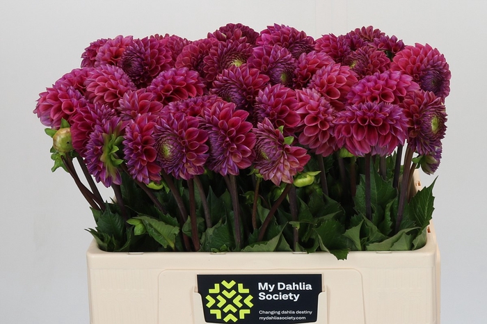<h4>Dahlia Caitlin's Joy</h4>