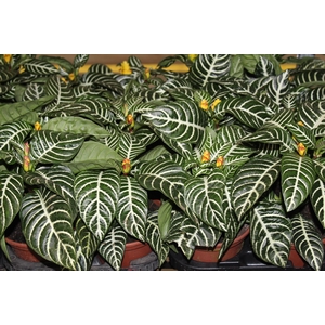 APHELANDRA P15 MIN 2 FLS