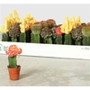 Cactus Gem