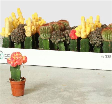 Cactus Gem