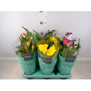 Zantedeschia   ...mix
