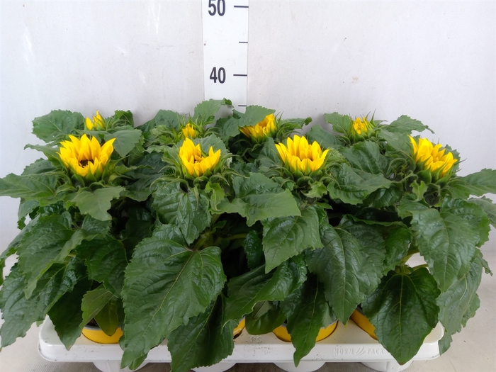 <h4>Helianthus an. 'Sunsation'</h4>