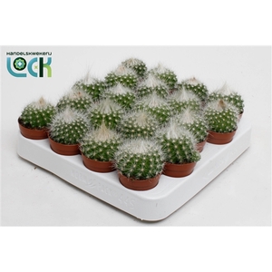 Parodia Penicilata