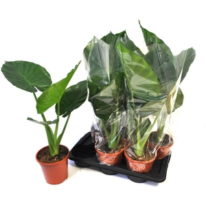 Alocasia Macrorrhiza 17Ø 80cm 1pp
