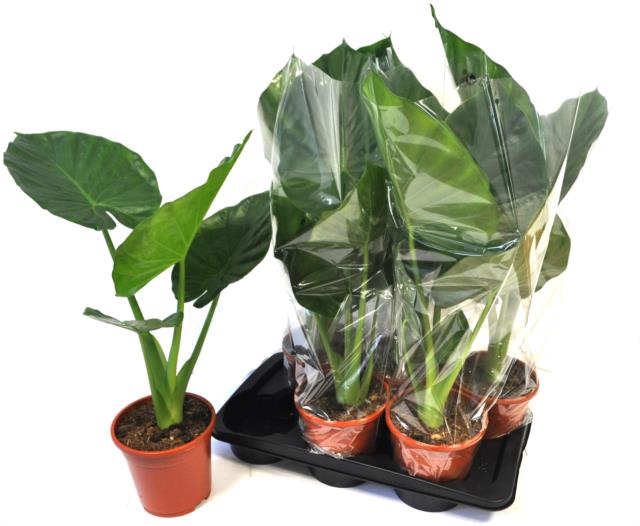 Alocasia Macrorrhiza 17Ø 80cm 1pp