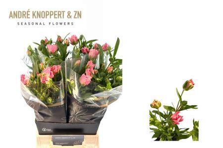 <h4>Ran Butterfly Isis</h4>