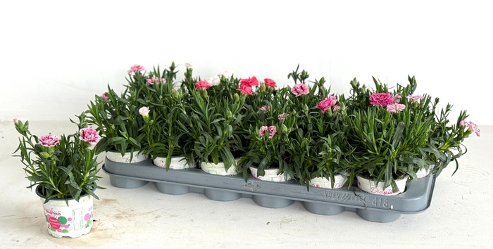 <h4>DIAN GEMENGD</h4>