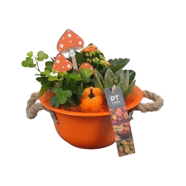 <h4>PTHI5371 Arrangement Herfst Indoor in metalen bak</h4>