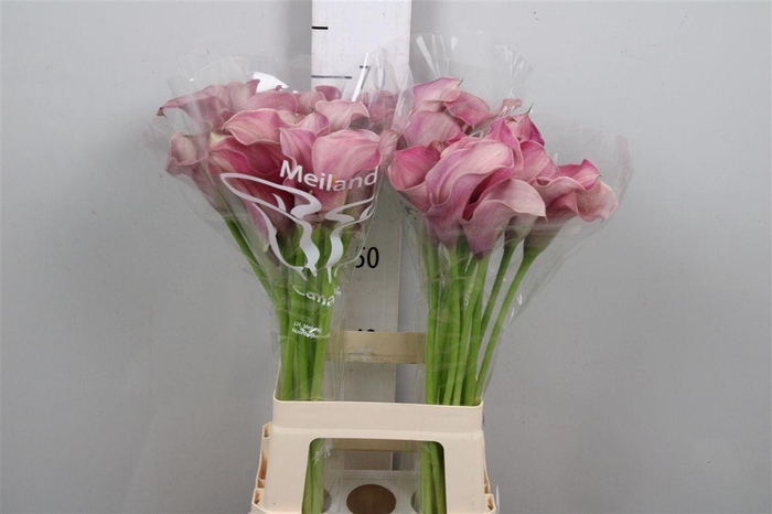 <h4>Zant Capt Romance</h4>