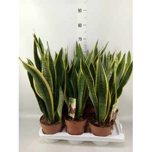 Sansevieria trifa. 'Laurentii'