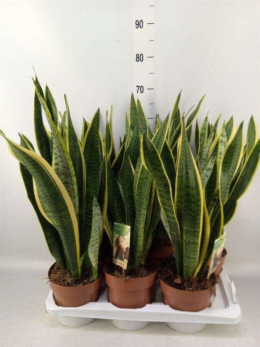 <h4>Sansevieria trifa. 'Laurentii'</h4>