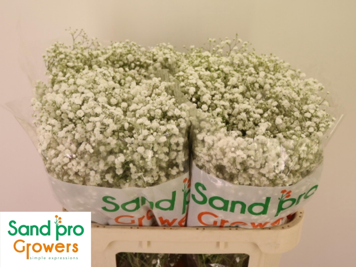 <h4>GYPS PA XLENCE</h4>