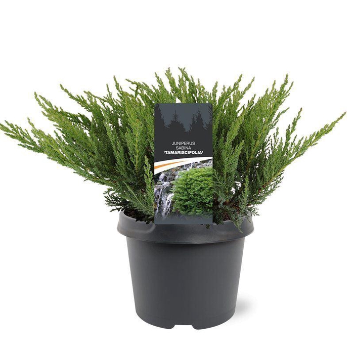 <h4>Juniperus sabina Tamariscifolia</h4>