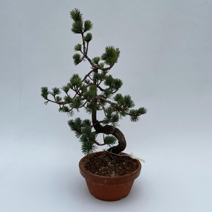 Pinus Parviflora Bonsai 'E9' 19 cm (herkomst: Japan)