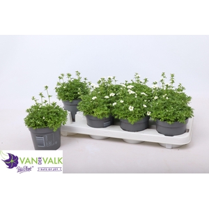 SAXIF AR MARTO WHITE