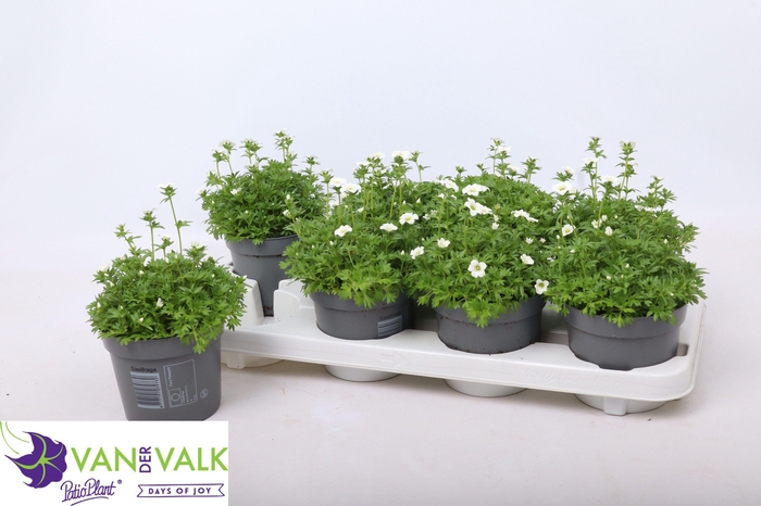 <h4>SAXIF AR MARTO WHITE</h4>