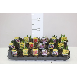 Bolbloemen Gemengd