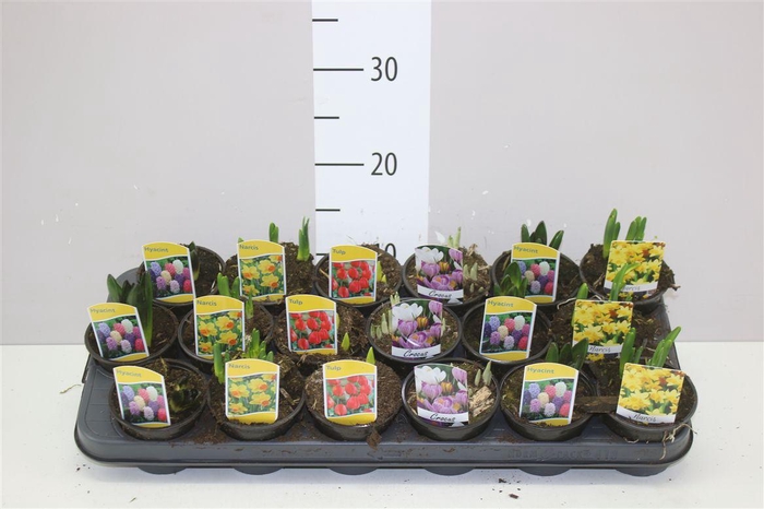 <h4>Bolbloemen Gemengd</h4>