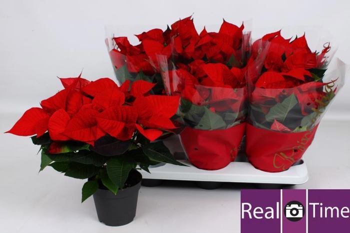 <h4>EUPHOR P CHR EVE</h4>