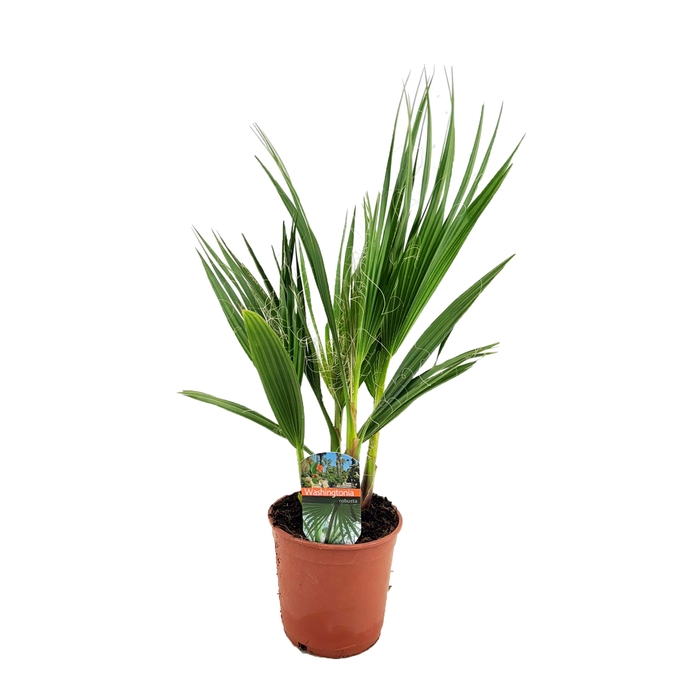 <h4>Washingtonia robusta</h4>
