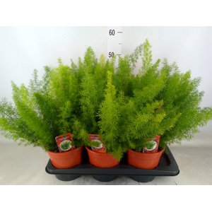 Asparagus dens. 'Meyers'