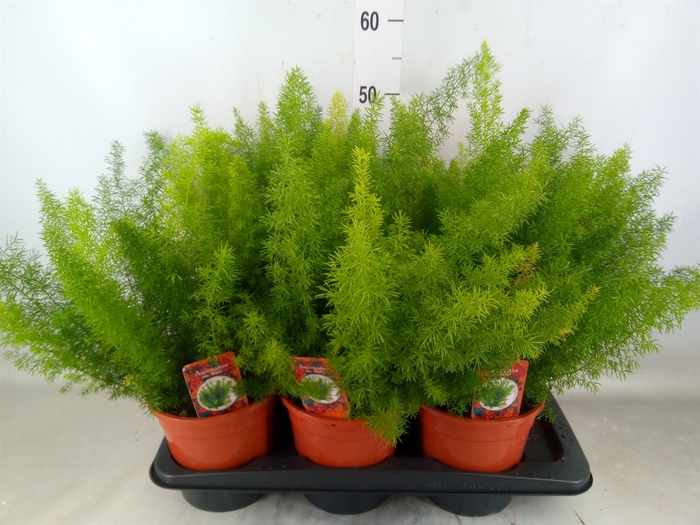 <h4>Asparagus dens. 'Meyers'</h4>