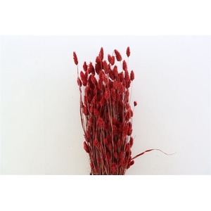 Dried Phalaris X5 Bordeaux Bunch