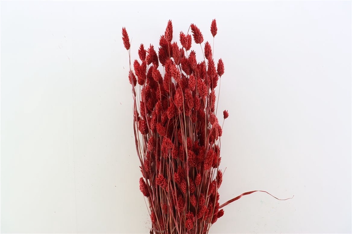 <h4>Dried Phalaris X5 Bordeaux Bunch</h4>