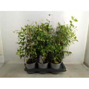 Trachelospermum jasm.